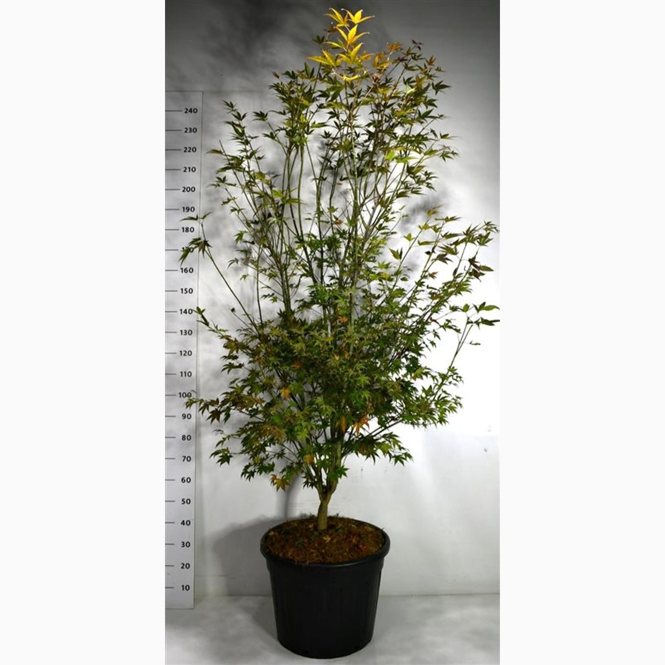 Japansk lönn – Acer pal. 'Atropurpureum' - C70 200-225 CM